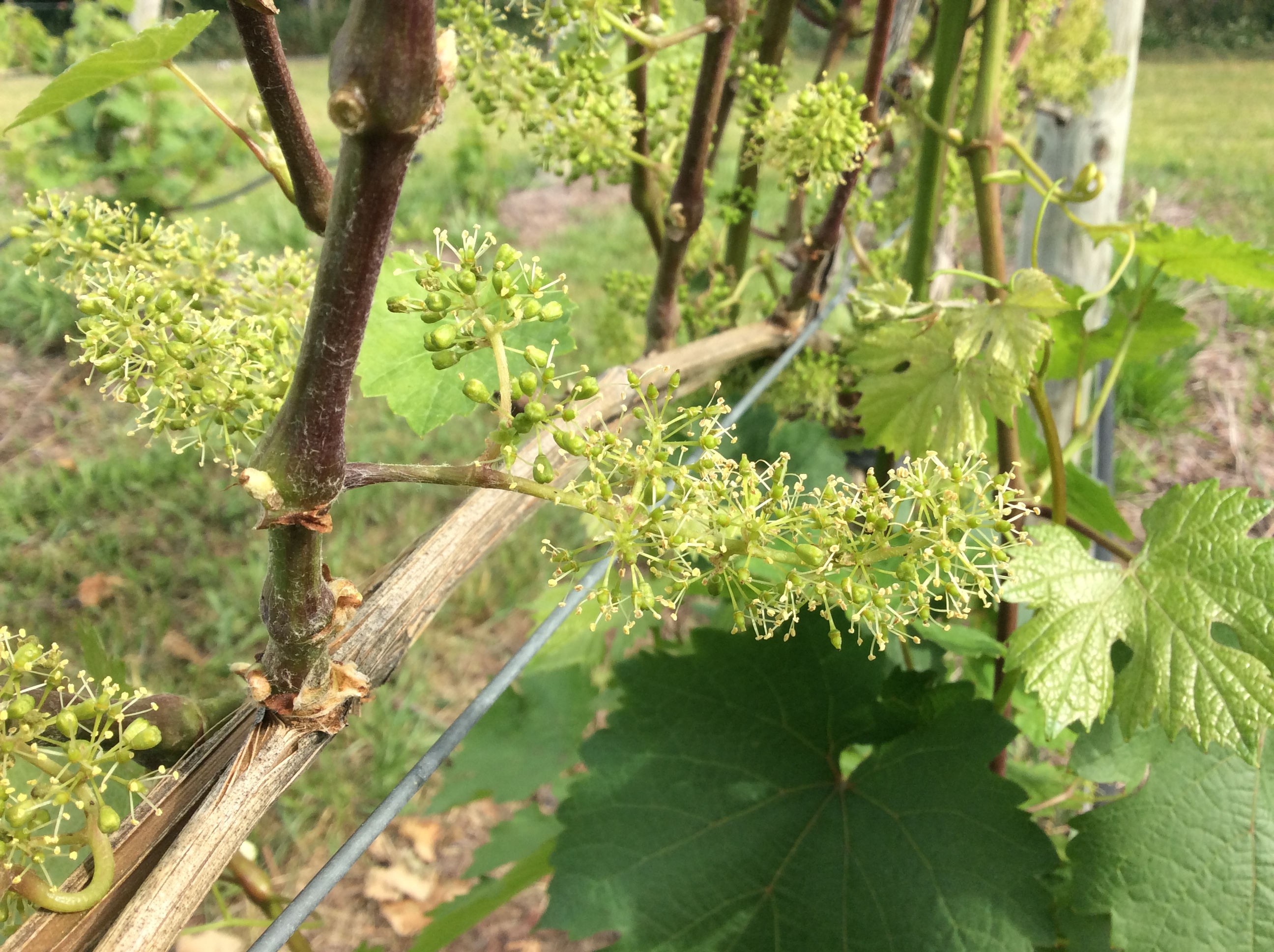 Vinifera bloom (Figure 6)